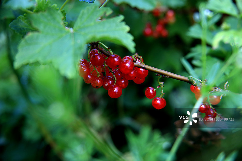 斯诺霍米什乡村藤蔓上生长的野生醋栗图片素材