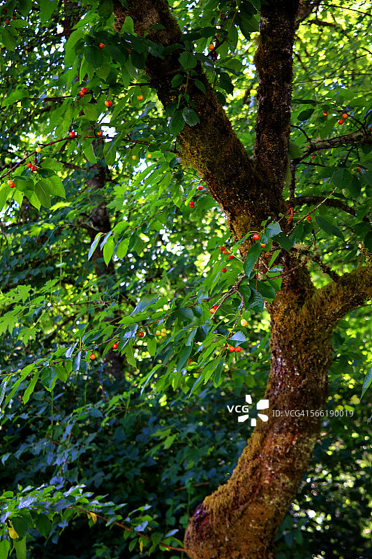 农场里的老樱桃树图片素材