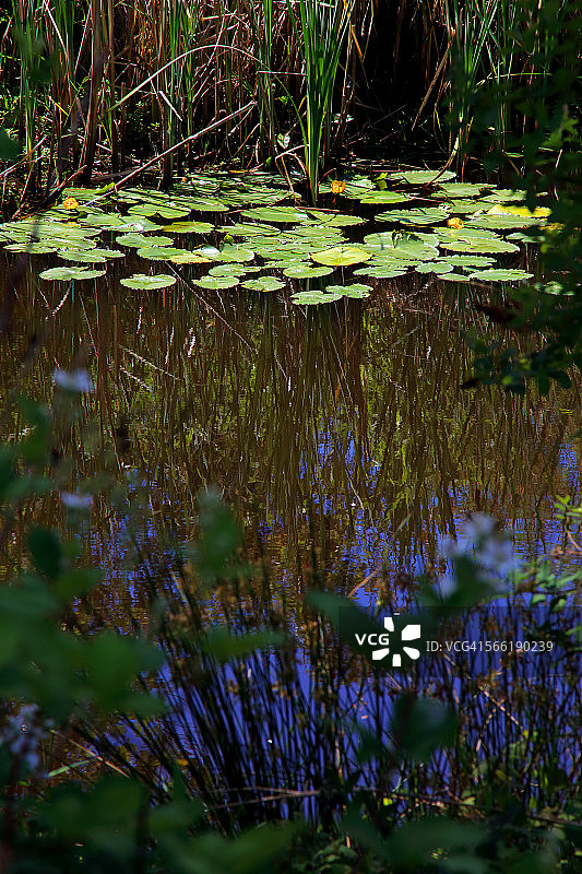 海狸池塘里生长的睡莲图片素材