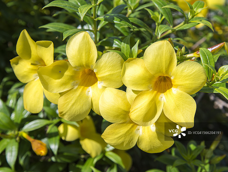 黄蝉或金喇叭藤特写图片素材