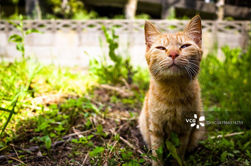 猫咪坐在杂草中图片素材