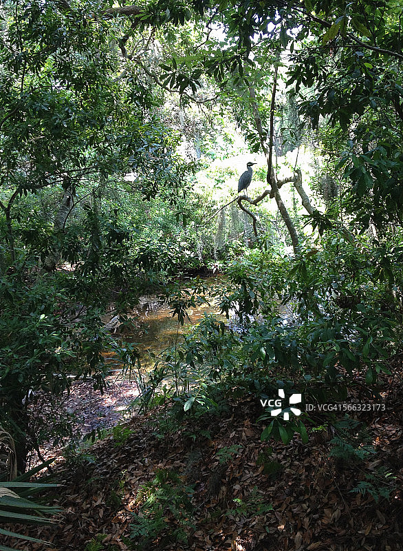 隐秘的苍鹭图片素材