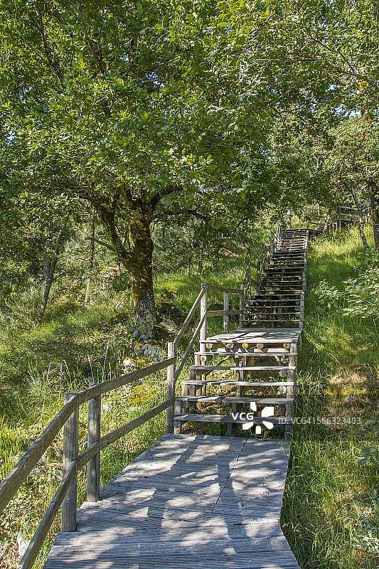 森林中的阶梯图片素材