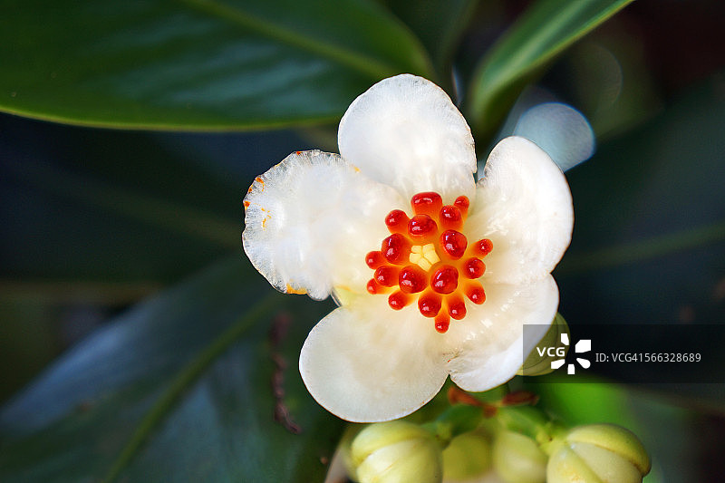 克鲁西亚花图片素材