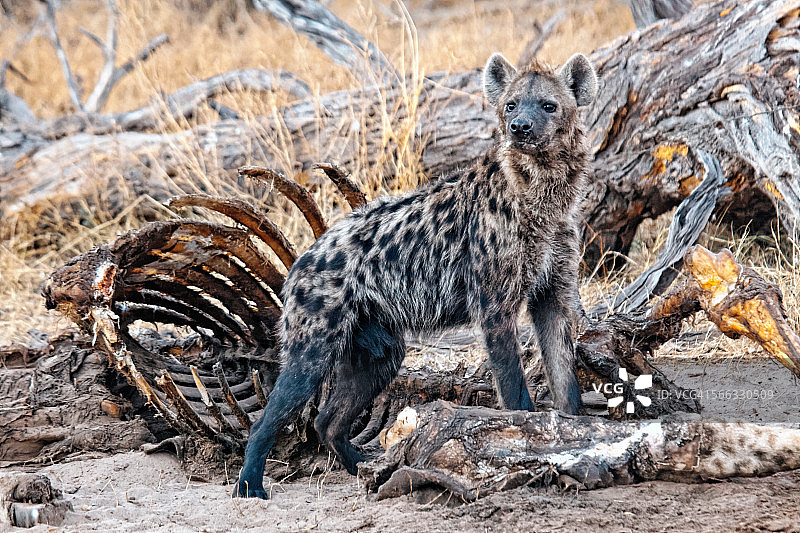 斑点鬣狗图片素材