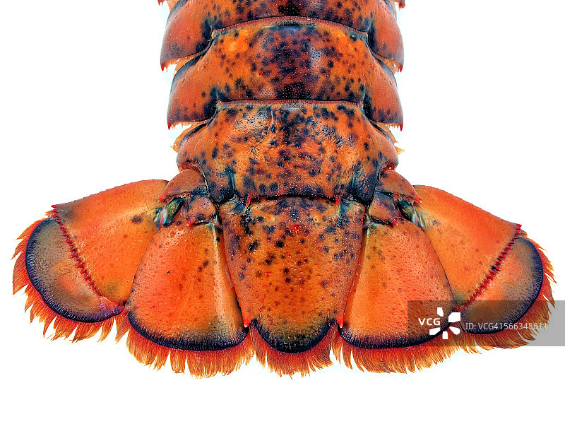 微距摄影图片素材