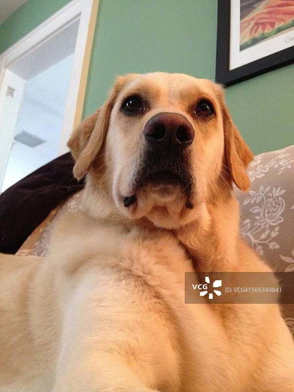 宠物自拍图片素材