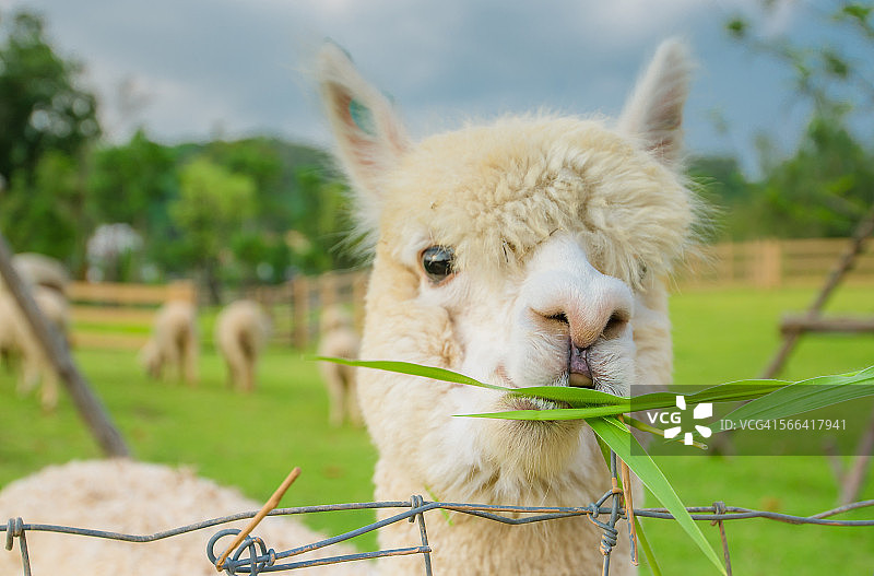 羊驼吃草图片素材