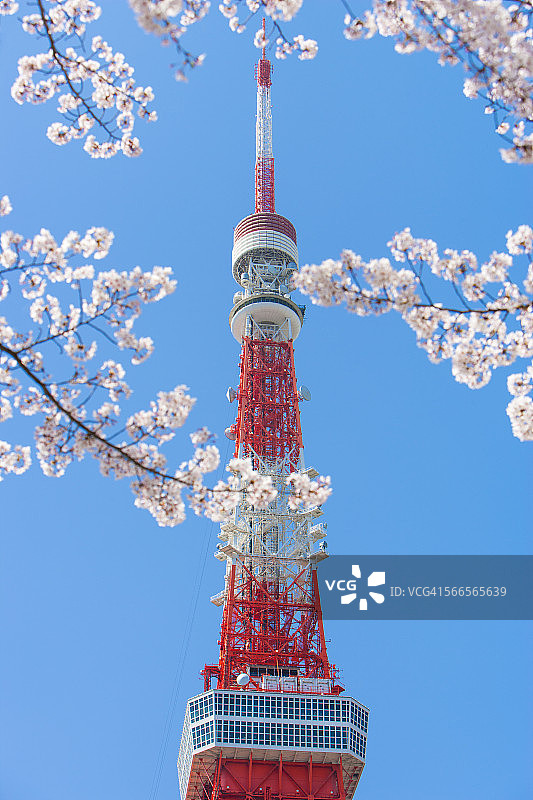 樱花掩映下的东京塔图片素材