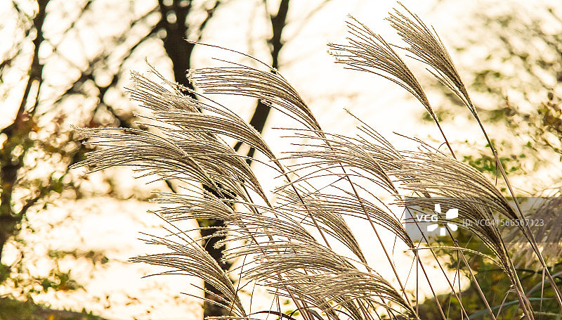 十一月的火焰草图片素材