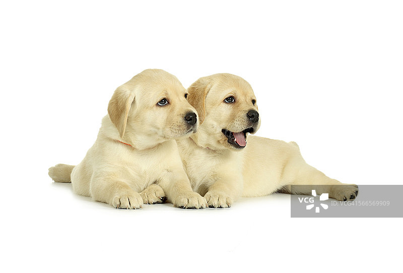 两只白色背景下的拉布拉多寻回犬幼犬图片素材