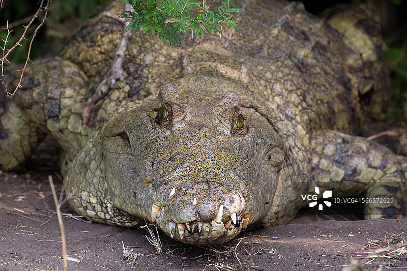 哎呦！图片素材