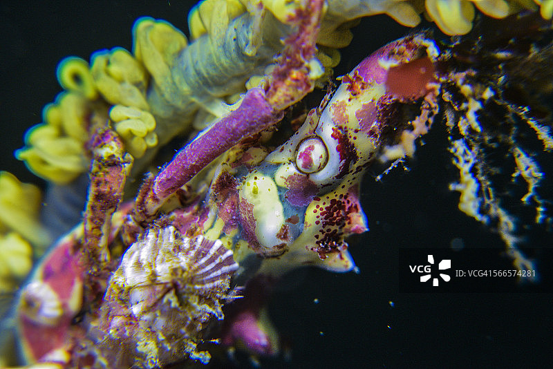 异形蟹图片素材