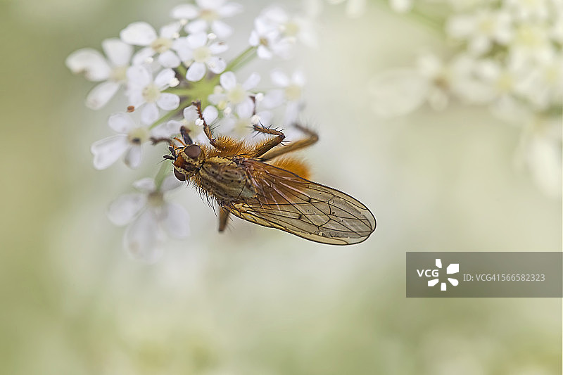 黄色粪蝇图片素材