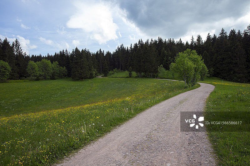 黑森林图片素材