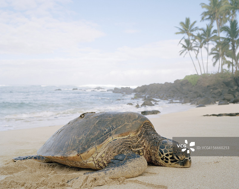 沙滩上的乌龟图片素材