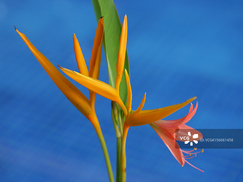 星百合花特写图片素材