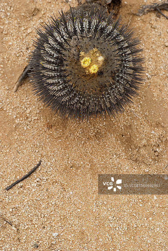 低矮仙人掌的细节图片素材