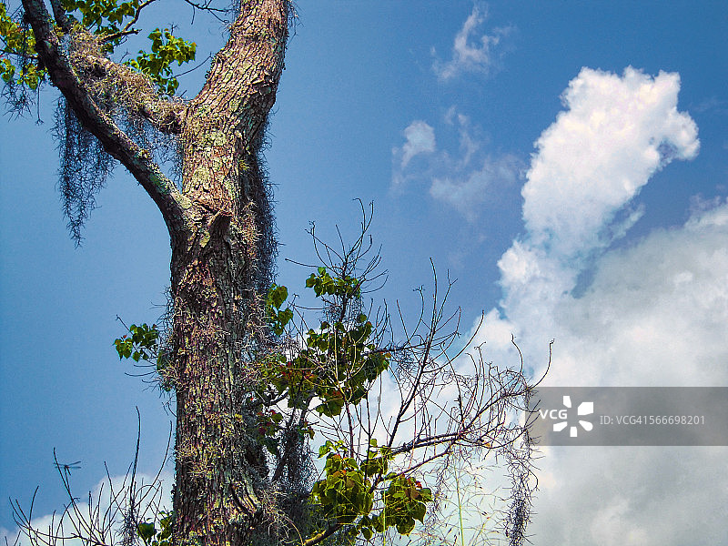 栎树和云彩图片素材