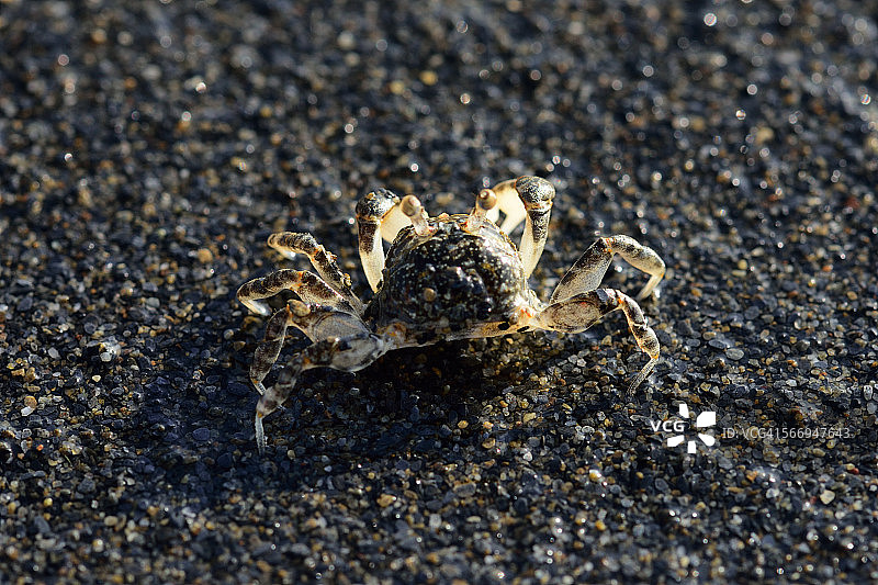 沙蟹科图片素材