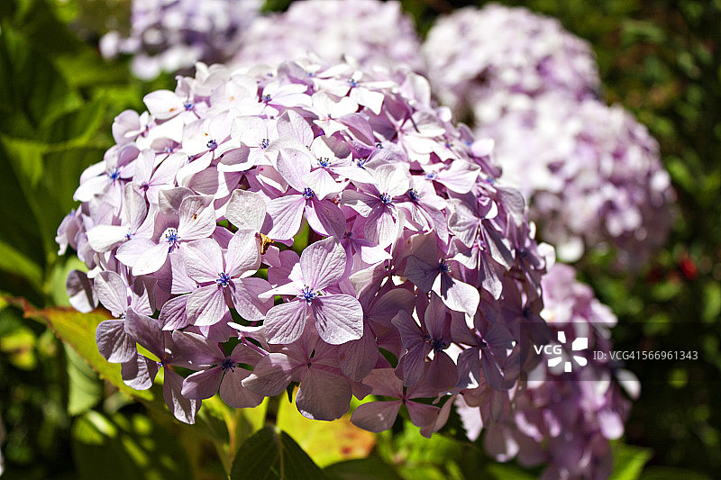 绣球花盛开的特写图片素材