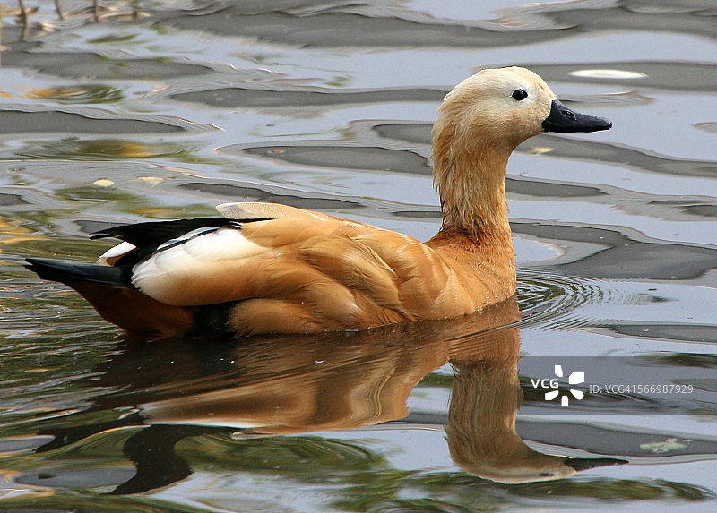 赤麻鸭图片素材