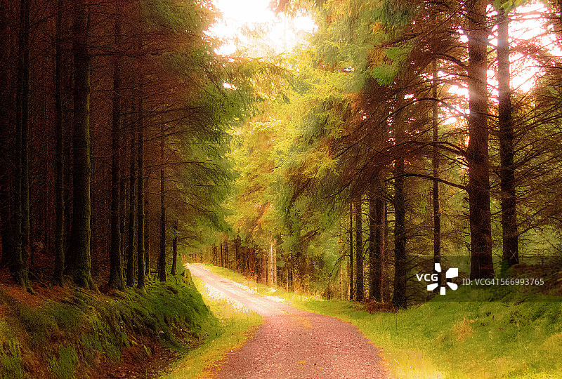 埃克湖畔的林地小径，阿盖尔森林图片素材