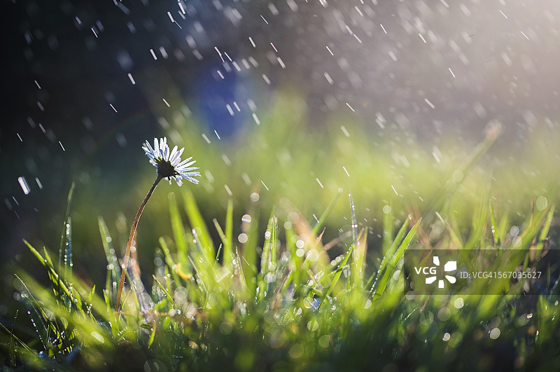 雨中花图片素材