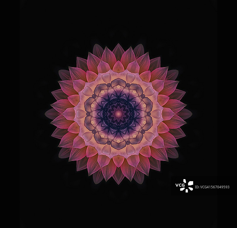 大丽花曼陀罗图片素材