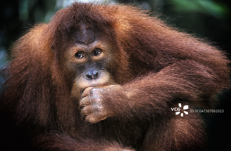 幼年红毛猩猩图片素材