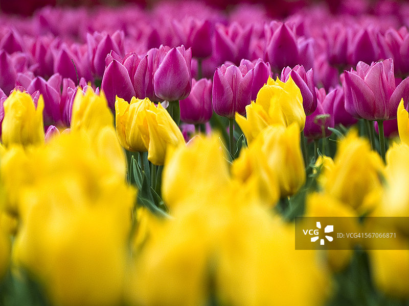 郁金香图片素材