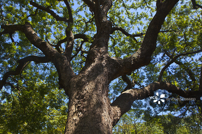 棵大树图片素材