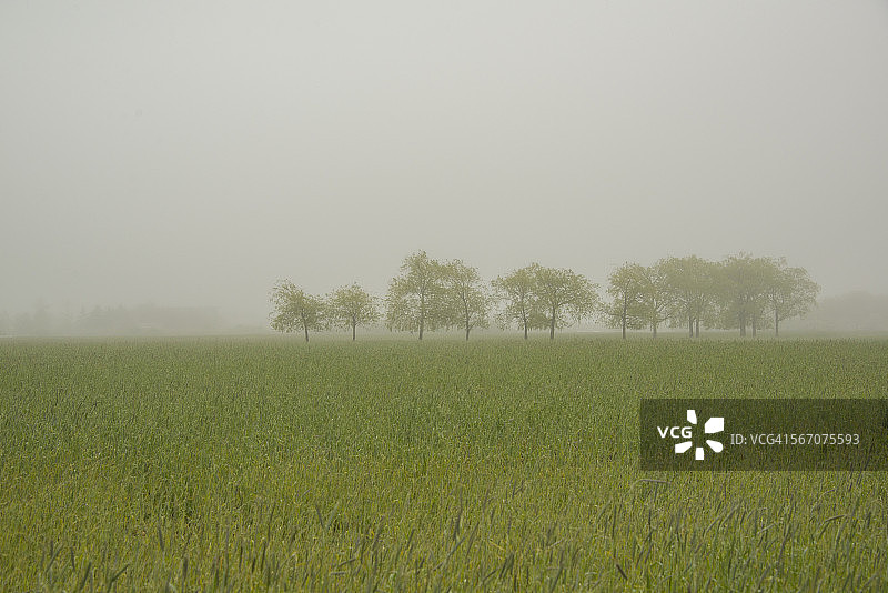 雾中树木图片素材