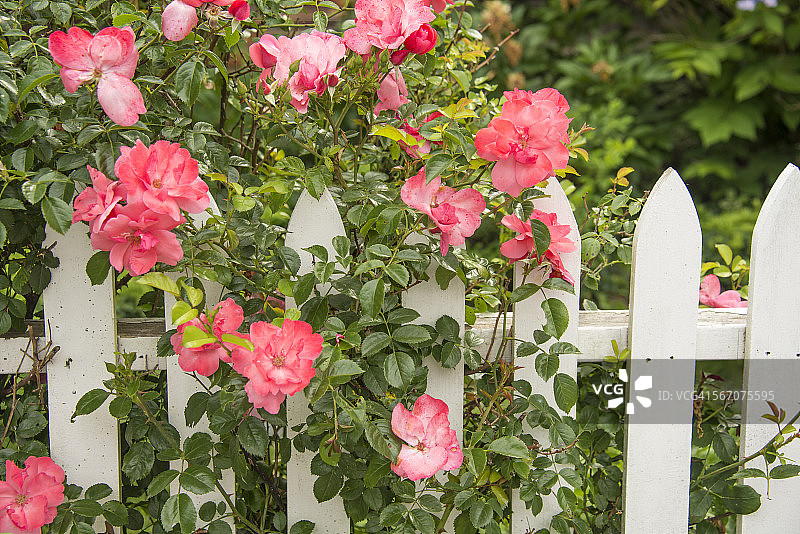 白色栅栏上的玫瑰图片素材