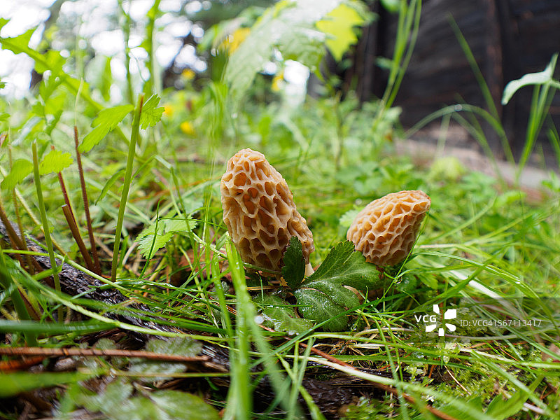 羊肚菌图片素材