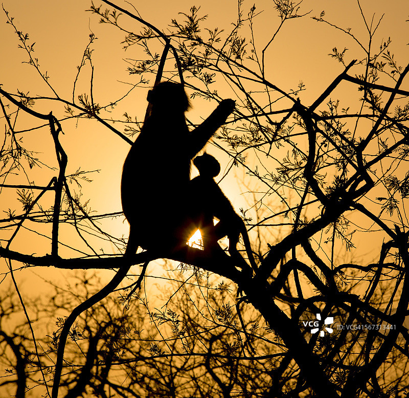 猴子和幼崽剪影图片素材