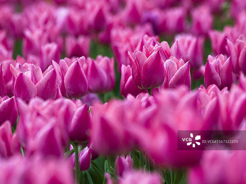 郁金香图片素材