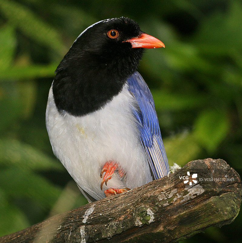 红嘴蓝鹊图片素材