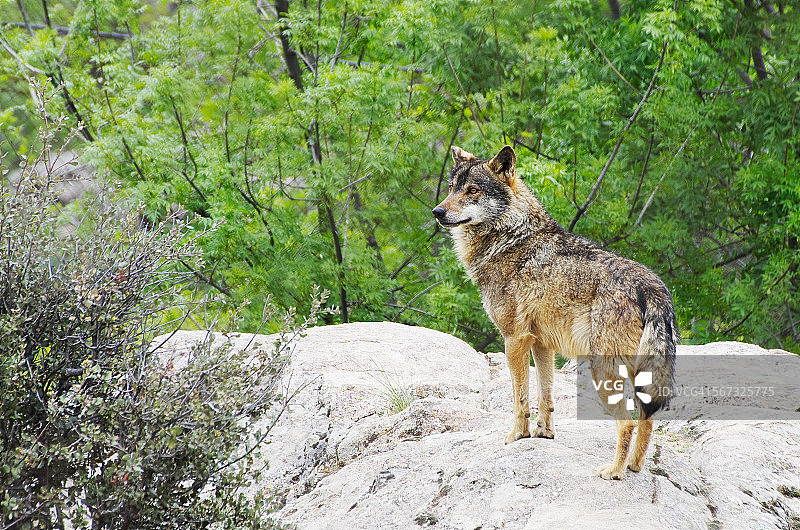 侧视的伊比利亚狼图片素材