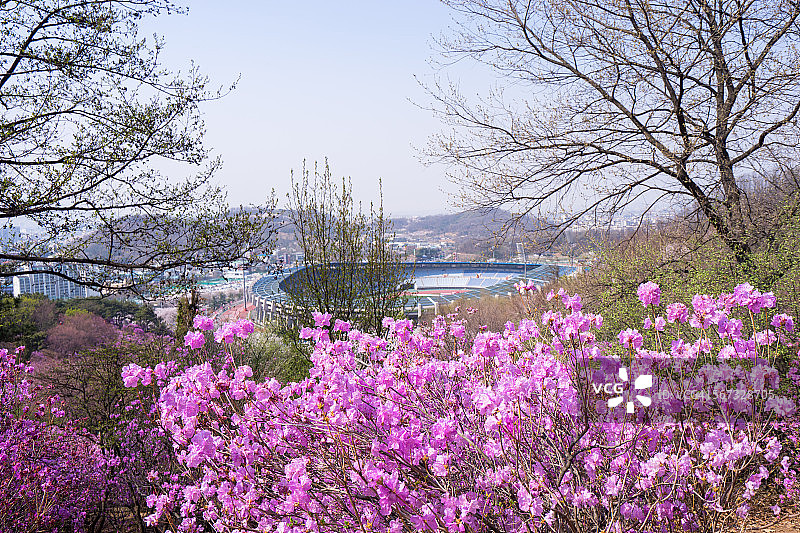 杜鹃花图片素材