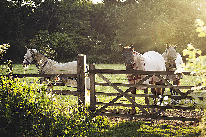 马和苍蝇图片素材