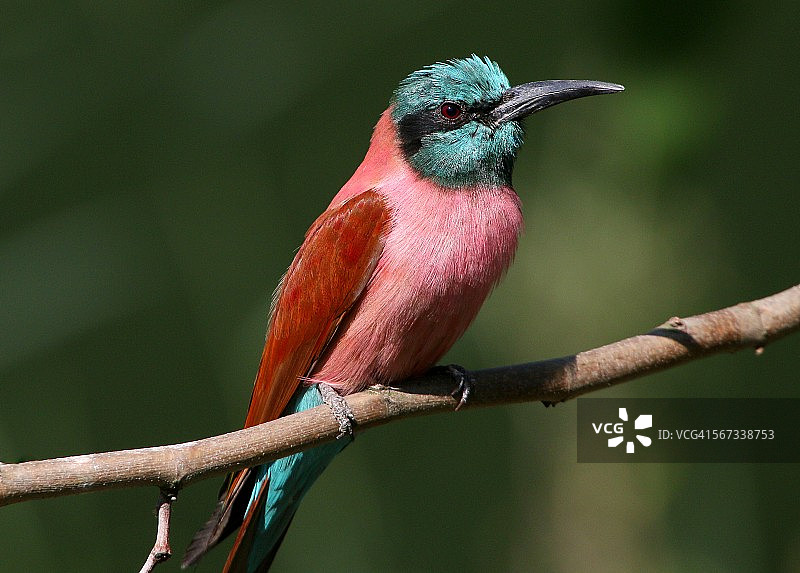 北朱红蜂虎图片素材
