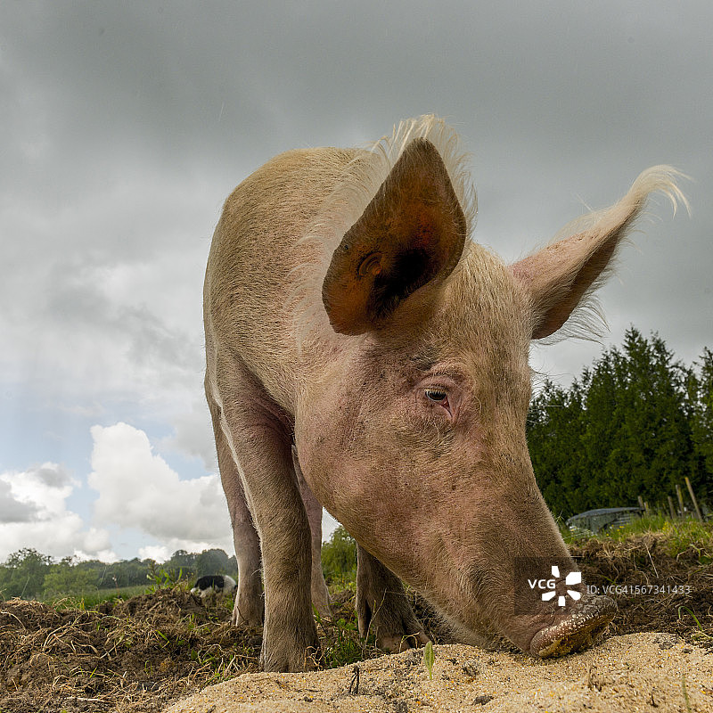 在牧场吃东西的有机猪图片素材