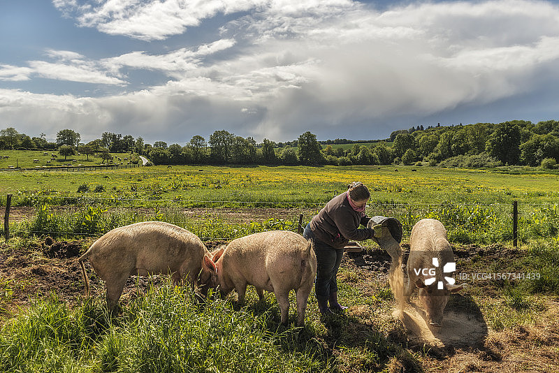 法国有机农场主喂养有机猪图片素材