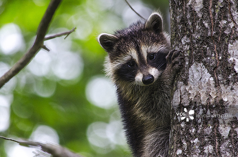 小浣熊宝宝图片素材