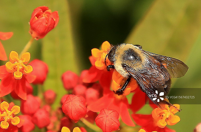 大黄蜂图片素材