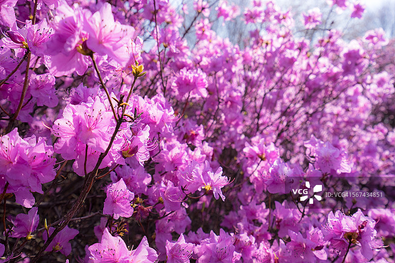 杜鹃花图片素材
