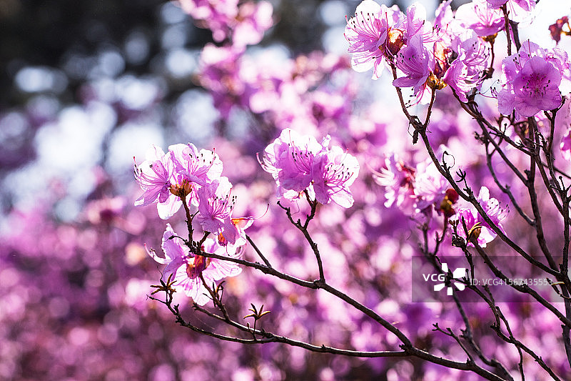 杜鹃花图片素材