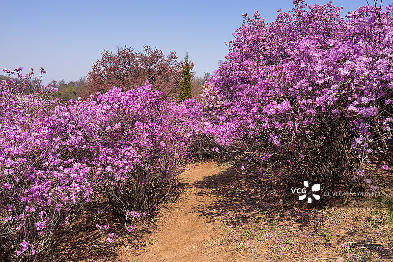 杜鹃花图片素材