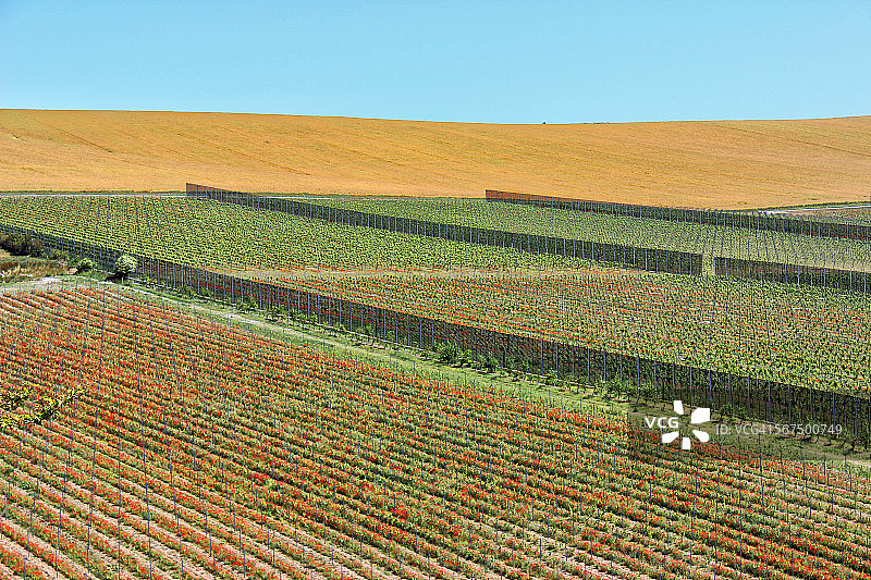 英格兰东南部的葡萄园图片素材